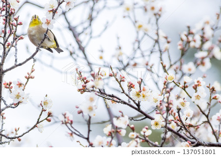 【野鳥】一隻繡眼鳥飛來李樹上吸食花蜜。 137051801