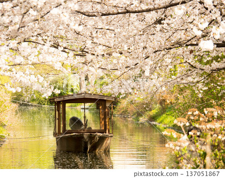 京都伏見，直國船下，春櫻盛開。 137051867