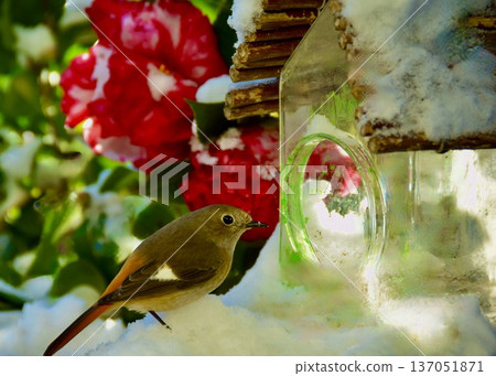 雪天的回憶。 137051871