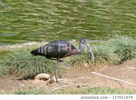 The glossy ibis (Plegadis falcinellus) The glossy ibis (Plegadis falcinellus) 137051879