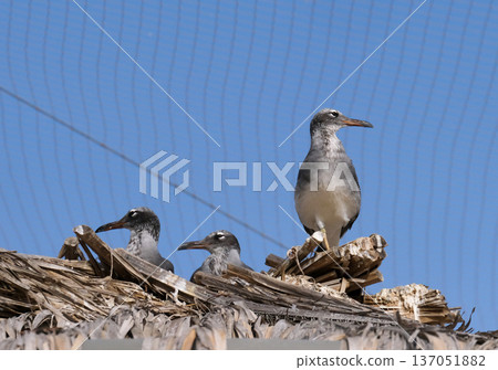 White-eyed gull (Ichthyaetus leucophthalmus) endemic to the Red Sea 137051882