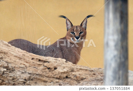 The caracal (Caracal caracal) The caracal (Caracal caracal) 137051884