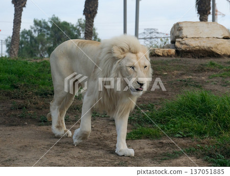 White Lion (lat. Panthera leo) White Lion (lat. Panthera leo) 137051885