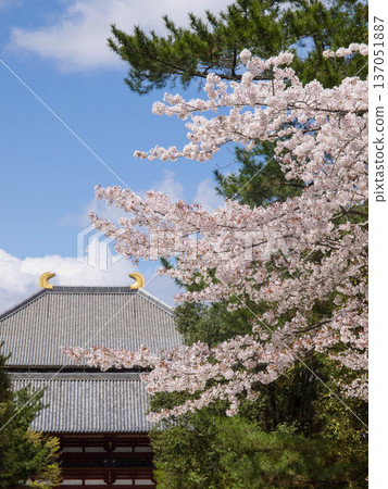 Cherry blossoms shine brightly at the ancient capital of Nara Daiji Temple Cherry blossoms shine brightly at the ancient capital of Nara Daiji Temple 137051887