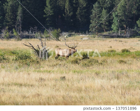 Grassland scenery with elk with impressive antlers 137051896