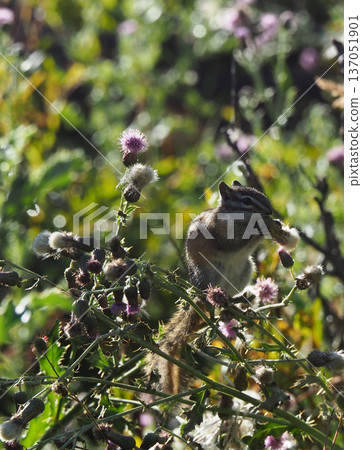 A chipmunk nibbling on fluff on a plant 137051901
