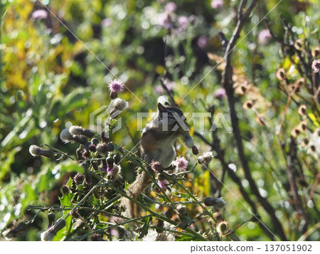 A chipmunk holding fluff on a plant and nibbling on it A chipmunk holding fluff on a plant and nibbling on it 137051902