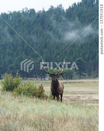 A male elk standing with a forest background A male elk standing with a forest background 137051918