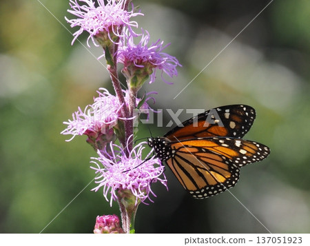 A monarch butterfly feeding on nectar from a pink flower A monarch butterfly feeding on nectar from a pink flower 137051923