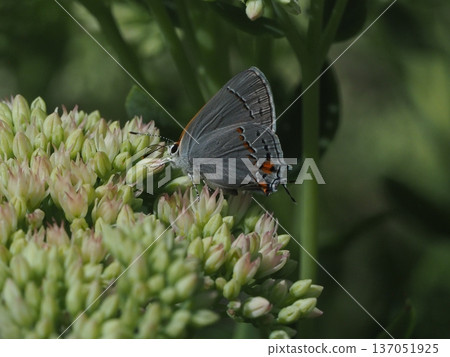 A swallowtail butterfly sucking nectar from a flower A swallowtail butterfly sucking nectar from a flower 137051925