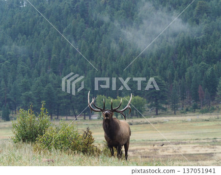A magnificent elk stands with a forest in the background and roars A magnificent elk stands with a forest in the background and roars 137051941