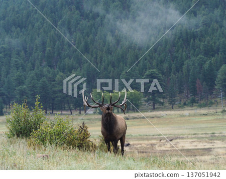A magnificent male elk lets out a roar that echoes throughout the forest 137051942
