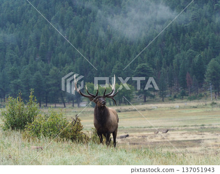 An elk with impressive antlers standing against the backdrop of a coniferous forest 137051943
