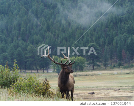 An elk with impressive antlers standing against the backdrop of a coniferous forest An elk with impressive antlers standing against the backdrop of a coniferous forest 137051944