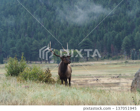 An elk with impressive antlers standing against a coniferous forest background An elk with impressive antlers standing against a coniferous forest background 137051945