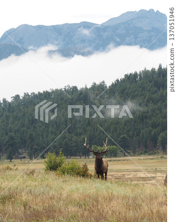 A male elk stands majestically against the forest background 137051946