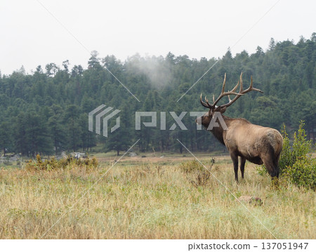 An elk with impressive antlers standing in the grassland and looking into the distance 137051947
