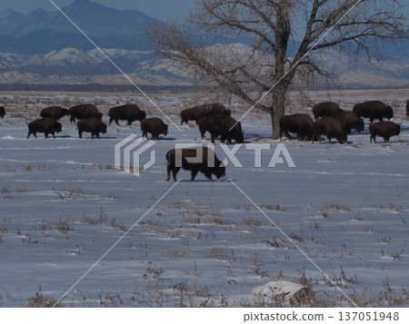 A herd of American bison moving across a snowy plain with snowy mountains in the background A herd of American bison moving across a snowy plain with snowy mountains in the background 137051948