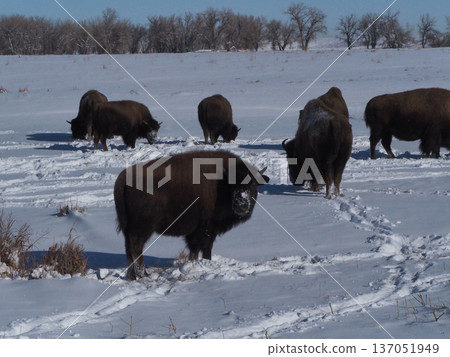 A herd of American bison moving across the snowy plains A herd of American bison moving across the snowy plains 137051949