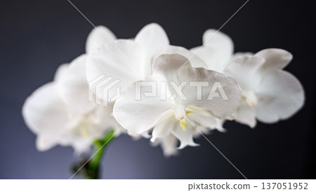 White flower Phalaenopsis 137051952