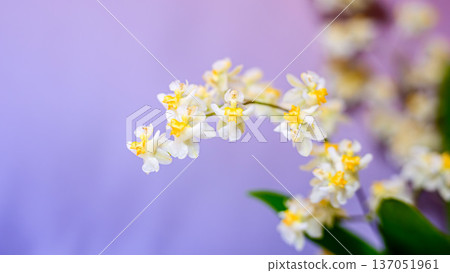 Oncidium Twinkle flower Oncidium Twinkle flower 137051961
