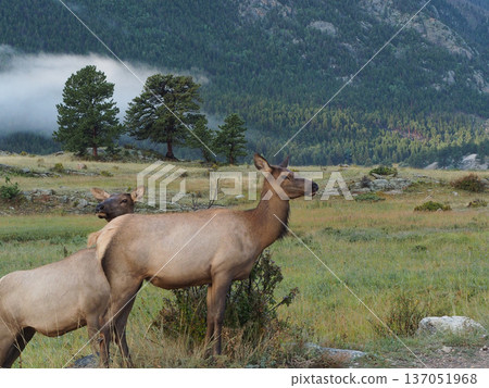 Two female elk posing in the grassland 137051968