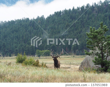 A landscape with an elk with impressive antlers A landscape with an elk with impressive antlers 137051969