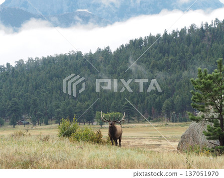 A scene with a magnificent male elk roaring A scene with a magnificent male elk roaring 137051970