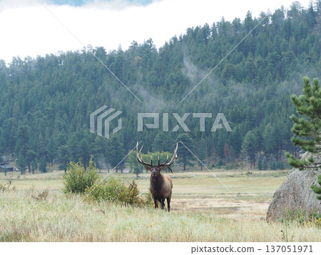 A landscape with an elk with impressive antlers 137051971