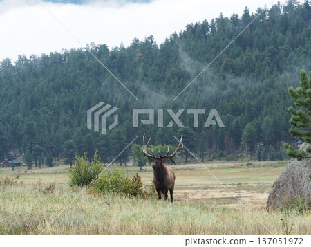 An elk with impressive antlers standing on a grassland 137051972