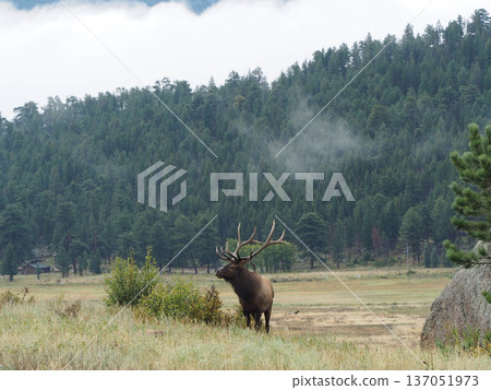 A magnificent male elk standing in the grassland 137051973