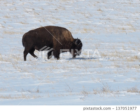 American bison walking through the snow American bison walking through the snow 137051977