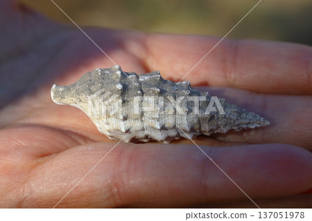 Woman's hand holds a sea shell against the background of the nature. Summer vacation concept 137051978