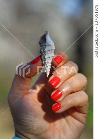 Woman's hand holds a sea shell against the background of the nature. Summer vacation concept Woman's hand holds a sea shell against the background of the nature. Summer vacation concept 137051979