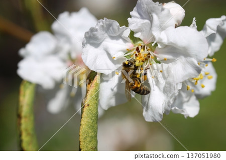 Almond flowers closeup. Flowering branches of an almond tree in an orchard. 137051980