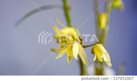 Sekkoku花 137052007