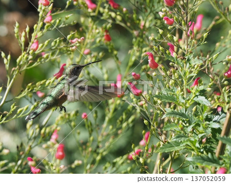 A hummingbird hovering towards a red flower A hummingbird hovering towards a red flower 137052059