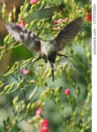 A hummingbird hovering towards a flower A hummingbird hovering towards a flower 137052060