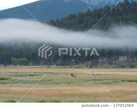 Early morning scenery of grassland and stratus clouds flowing through the mountains Early morning scenery of grassland and stratus clouds flowing through the mountains 137052064