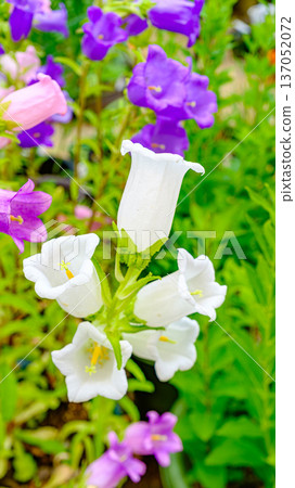 白色和紫色的風鈴草花 白色和紫色的風鈴草花 137052072