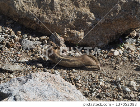 A chipmunk stretching on its stomach on the ground 137052088