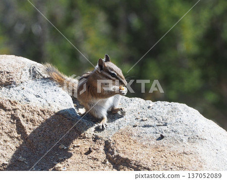 Cute chipmunk eating nuts on a rock 137052089