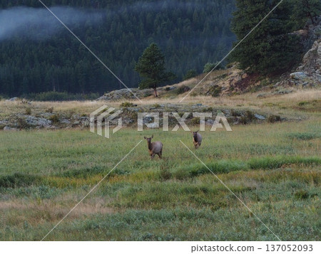 A landscape with two female elk walking across a grassland 137052093