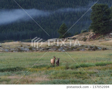 Two female elk walking across a grassland with a forest in the background Two female elk walking across a grassland with a forest in the background 137052094