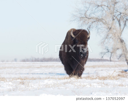 A large American bison walking through the snow 137052097
