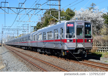 Tobu 10030 series 11634F Tojo Line train running alongside blooming plum blossoms 137052107