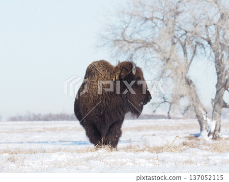 An American bison standing in a snowy field An American bison standing in a snowy field 137052115