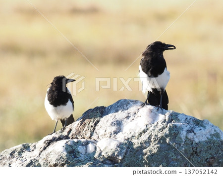 Two magpies on a rock Two magpies on a rock 137052142