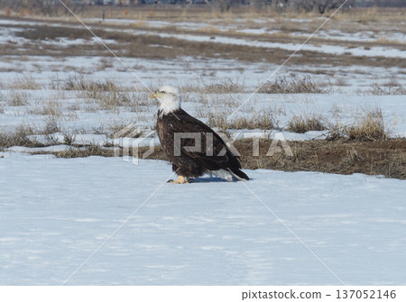 Bald Eagle in the Snow 137052146