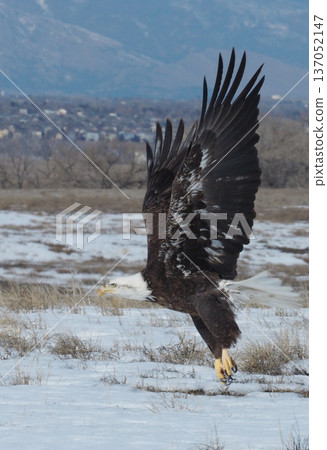 一隻白頭鷹從雪地上起飛的特寫鏡頭 137052147